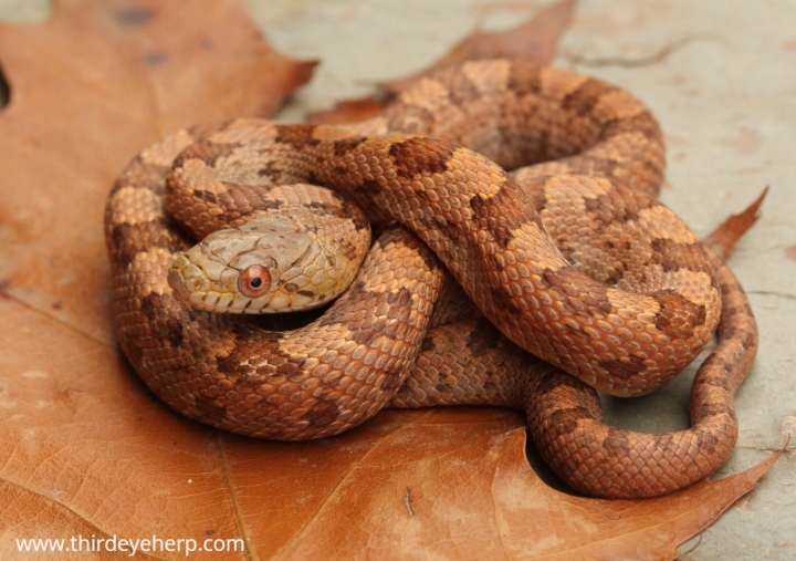 Everglades Rat Snake